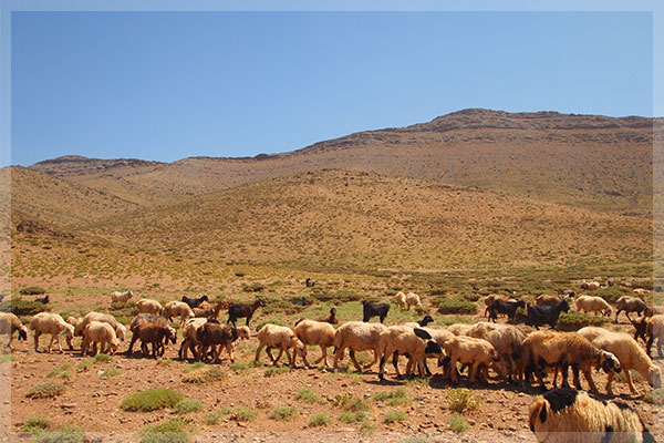 イランの高地で放牧されている羊たち