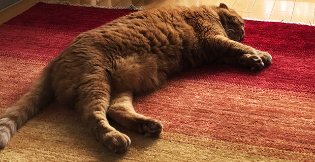 ハグみじゅうたん全シリーズ合計150枚を展示中の直営ショールーム