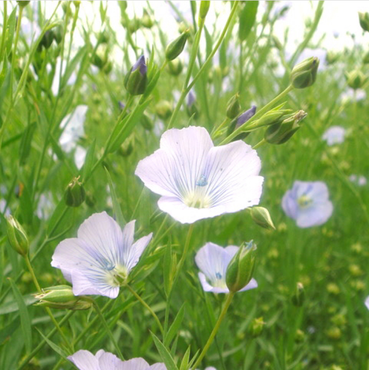 【リネンカーテン】夏だけでなく秋にもリネンを。