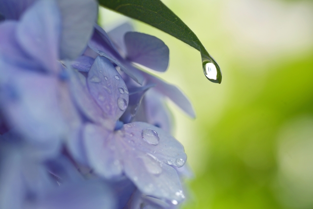 梅雨時のウールのじゅうたんのお手入れは？